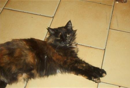 my cat